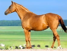 A filly is a female horse under the age of four years old