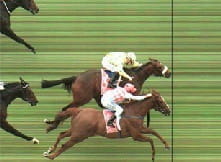 A dead heat is when two or more horses cross the finish line at exactly the same time