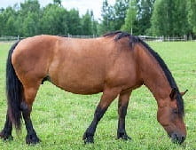 A mare is a female horse over the age of three