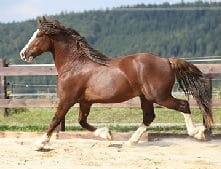 A Stallion is a non-gelded (non-castrated) male horse