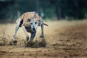 Greyhound in action